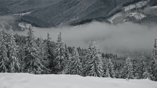 Cámara panorámica sobre una nube escondida en las montañas por encima de las copas de los árboles en un día de invierno malhumorado — Vídeos de Stock