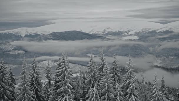 Naturskönt vinterlandskap i fjällen med moln över och under och skog täckt av snö — Stockvideo