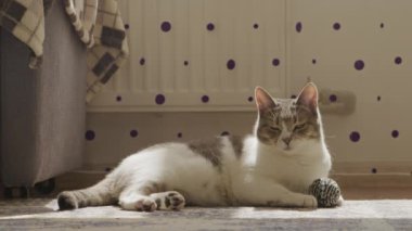 Tembel kedi evde yerde oyuncak bir topla yatıyor.