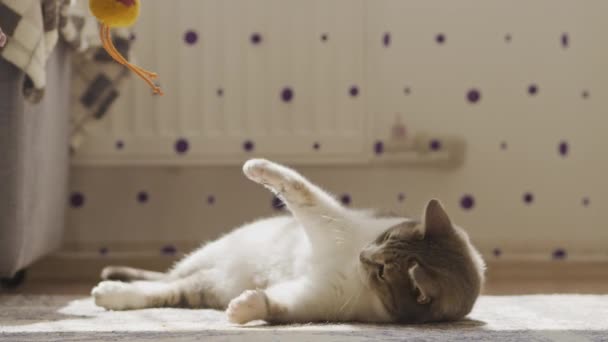 Tüylü kedi evde yerde yatarken oyuncak yakalıyor. — Stok video