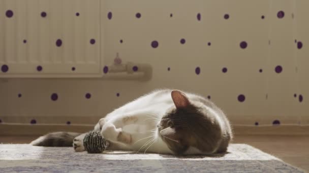 Lekfull shorthaired katt leker med en boll i solljus på mattan — Stockvideo