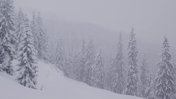 De fortes chutes de neige lors d'une journée d'hiver brumeuse dans les montagnes avec une pinède couverte de neige — Video