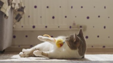 Dikenli beyaz kedi oyuncak topu yakalıyor