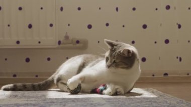 Komik kedi evde oyuncak topuyla oynuyor.