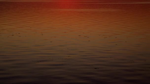 Riflesso del tramonto nella calma superficie dell'acqua del fiume con un gabbiano che passa — Video Stock