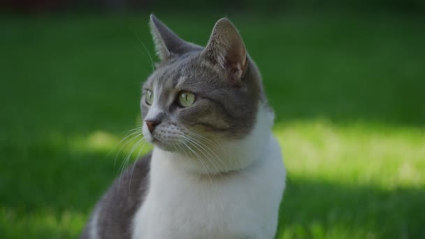 Close up portrait of a white striped domestic cat exploring the backyard lawn sitting on green grass — Αρχείο Βίντεο