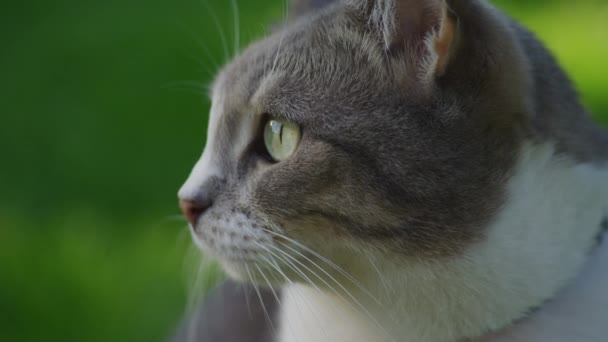 Retrato de cerca de un gato doméstico de rayas blancas explorando el césped del patio trasero sentado sobre hierba verde — Vídeos de Stock