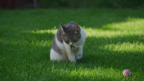 Domestic cat cleaning her paw in the green grass lawn in the backyard — Stock video