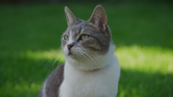 Close up portrait of a domestic cat looking around sitting on green grass lawn — ストック動画