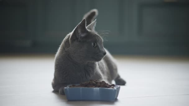 Grey domestic cat laying on the floor in front of her meal in a playful mood and walking away — Video Stock