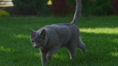 Close up of a grey domestic cat walking on a green grass lawn in backyard on a sunset