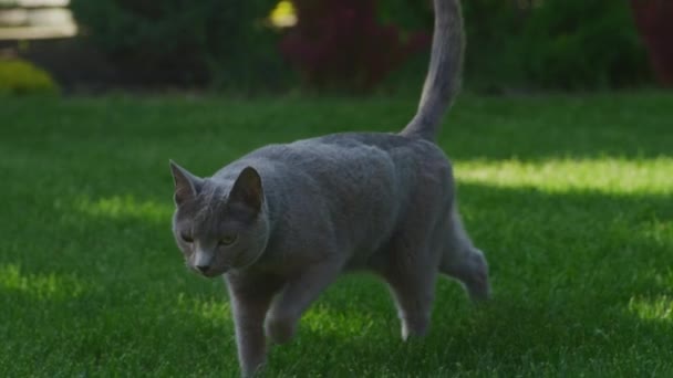 日没に裏庭の緑の芝生の芝生の上を歩く灰色の国内猫のクローズアップ — ストック動画