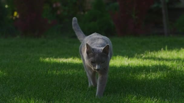 Grey russian blue cat walking at camera in slow motion on a green grass lawn on sunset — ストック動画