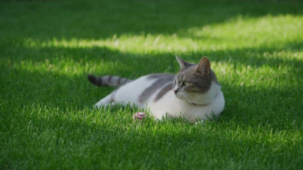 Neugierige weiße gestromte Kurzhaarkatze genießt Sonnenuntergangssonne auf einer grünen Rasenfläche im Hinterhof — Stockvideo