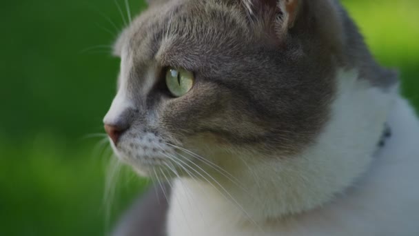 Extremo primer plano de una cara de gato con una hierba verde brillante en el fondo — Vídeos de Stock