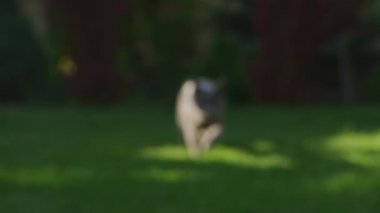 Gri Rus mavi kedisi günbatımında yeşil çimlerin üzerinde yavaş çekimde kameraya yürüyordu.