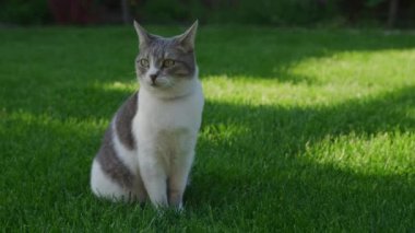 Dışarıda yeşil çimlerin üzerinde oturan meraklı beyaz tekir kedisi.
