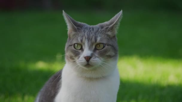 Närbild av en tamkatt flyttar öronen på en grön gräsmatta utanför — Stockvideo
