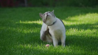 Beyaz tekir kedi kendini yeşil çimlerde temizliyor.