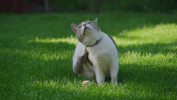 白い国内のタビー猫は緑の芝生の上で自分自身をきれいに — ストック動画