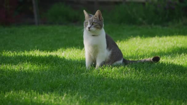 Nyfiken vit randig tamkatt tittar runt medan du sitter på en grön gräsmatta — Stockvideo