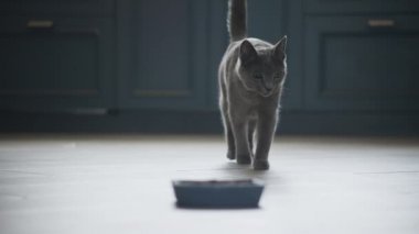 Gri evcil kedi yavaş çekimde yemeğine doğru sürünüyor.