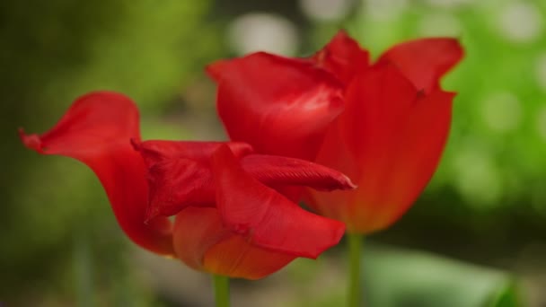 Κόκκινες τουλίπες ανθίζουν στον κήπο σε αργή κίνηση — Αρχείο Βίντεο