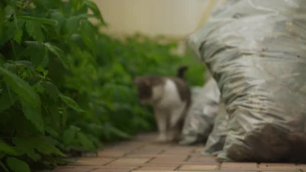 Vit randig tamkatt kryper på kameran i bakgården i slow motion — Stockvideo