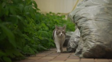 Beyaz çizgili evcil kedi arka bahçede kameranın önünde ağır çekimde sürünüyor.
