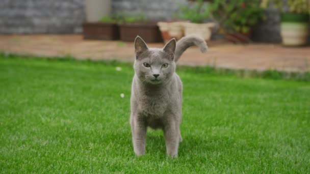 Gatto domestico grigio in piedi nel cortile con una faccia divertente — Video Stock