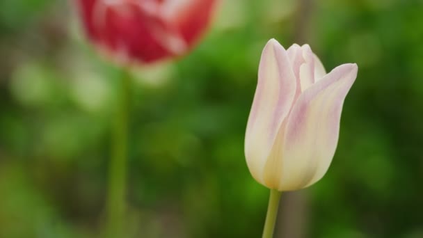 Biały i różowy kwiat tulipana kwitnący w ogrodzie na wiosennym wietrze w zwolnionym tempie — Wideo stockowe