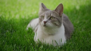 Bahçedeki çimlerin üzerinde dinlenen beyaz bir tekir kedinin yakınına.