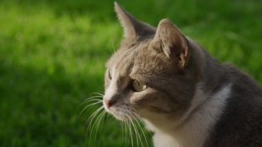 Bahçedeki çimlerin üzerinde gün batımını seyreden meraklı bir evcil kedinin yakınına.