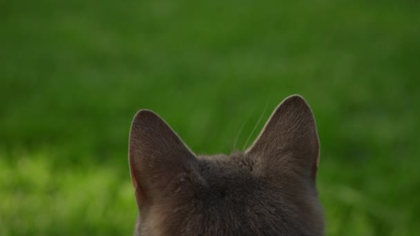 Close-up van een binnenlandse auto oren luisteren naar iets buiten in de achtertuin op groen gras gazon — Stockvideo