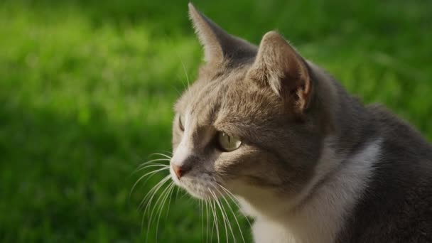 Close up of a curious domestic cat looking around on a sunset in the backyard lawn — Stock Video