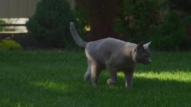 Close up of a grey domestic cat walking on a green grass lawn in backyard on a sunset