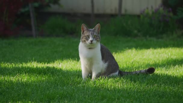 Камера в білій смугастій короткошерстій домашній кіт дивиться на камеру, сидячи на газоні — стокове відео