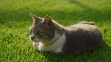Beyaz tekir kedisi yavaş çekimde gün batımında yeşil çimlerin üzerinde donuyor.