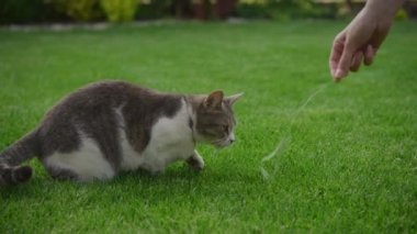 Bahçedeki çimlerde çim yakalamaya çalışan neşeli tekir kedi.