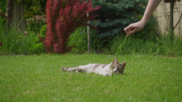 Vicces Belföldi Macska Játszik Zöld Gyep Hátsó Udvaron Lassított Felvételen — Stock videók
