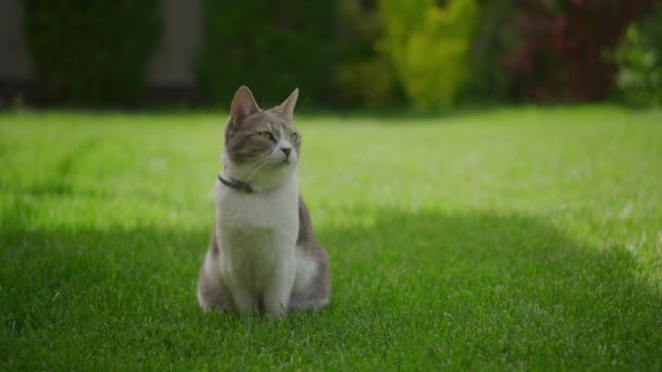 Weiße Gestromte Katze Lustig Sitzend Und Sich Hinterhof Rasen Umschauend — Stockvideo