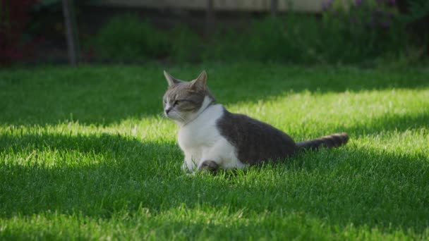 有趣的胖胖的家猫在后院爬起来 环顾四周 — 图库视频影像