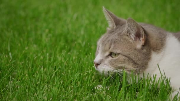 裏庭のスローモーションで緑の芝生の芝生で攻撃する準備をしている白い足袋の背甲猫の閉鎖 — ストック動画