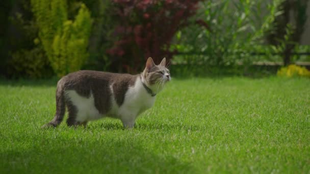裏庭の緑の芝生の芝生に立っている白い背の高い猫面白い顔で何かを探している — ストック動画