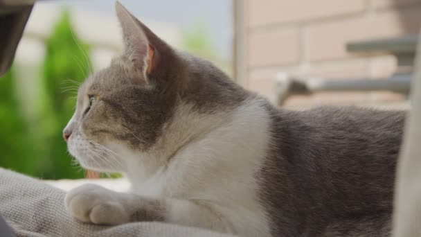 Feliz Taquigrafía Gato Doméstico Relajándose Una Silla Patio Trasero Cámara — Vídeos de Stock