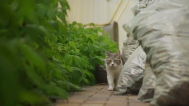 Beyaz çizgili evcil kedi, arka bahçede kameranın önünde ağır çekimde sürünüyor.
