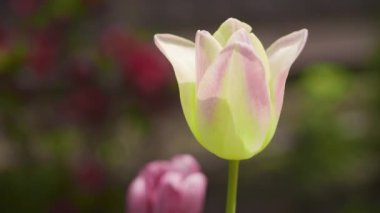 Bahçede çiçek açan beyaz ve gül lale rüzgarda sallanıyor ağır çekimde