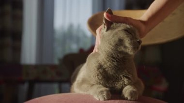 Gri safkan bir kediyi okşayan bir kadının elini kapat. Gözleri zevkten kapalı ağır çekimde.