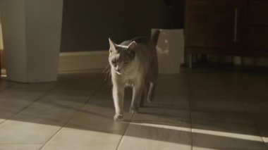 Gri evcil safkan kedi yavaş yavaş güneş ışığına doğru yürürken yavaş çekimde kameraya bakıyor.