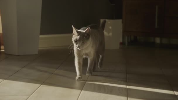 灰白色家养纯种猫一边慢吞吞地看着室内相机一边慢慢地走在阳光下 — 图库视频影像